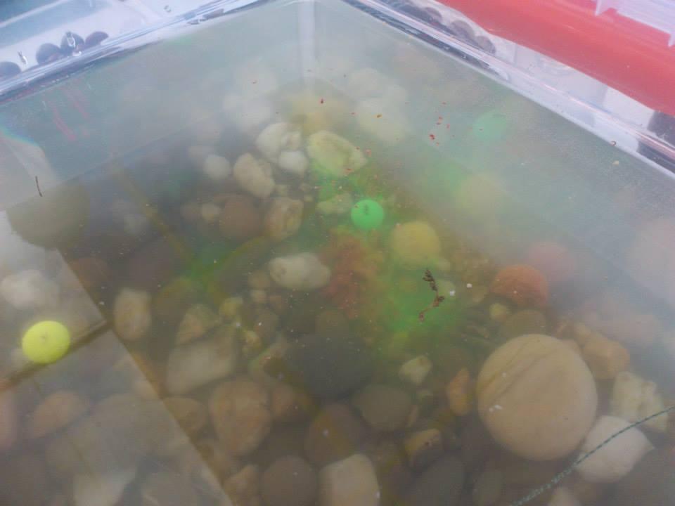 SENZOR PLANET SPAIN - snz-spania-6.jpg